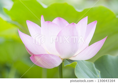 Red lotus, white lotus, and water lily in a beautiful lotus field 130643164