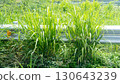 Tall weeds growing along the roadside. Covering the outdoor roadside guardrail. at Thailand. 130643239