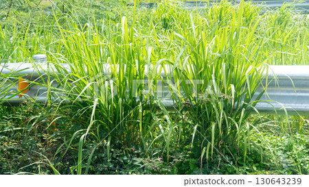 Tall weeds growing along the roadside. Covering the outdoor roadside guardrail. at Thailand. 130643239