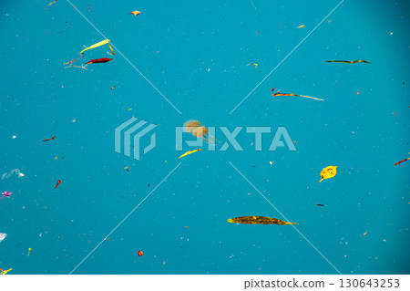 Octopus jellyfish (Octopus jellyfish family) swimming on the surface of the harbor. Naha Tomari Port, Naha City, Okinawa Prefecture - June 26, 2025 Octopus jellyfish (Octopus jellyfish family) swimming on the surface of the harbor. Naha Tomari Port, Naha City, Okinawa Prefecture - June 26, 2025 130643253