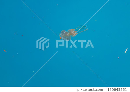 章魚水母（章魚水母科）在港口水面上游動。沖繩縣那霸市那霸泊港 - 2025年6月26日 130643261