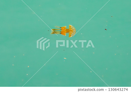 Octopus jellyfish (Octopus jellyfish family) swimming on the surface of the harbor. Naha Tomari Port, Naha City, Okinawa Prefecture - June 26, 2025 130643274