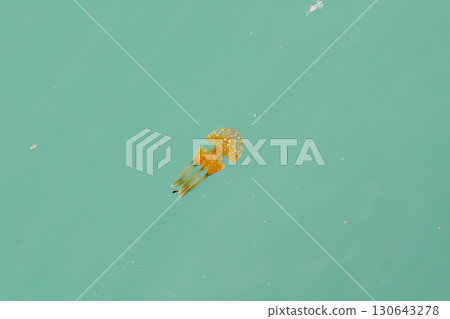 Octopus jellyfish (Octopus jellyfish family) swimming on the surface of the harbor. Naha Tomari Port, Naha City, Okinawa Prefecture - June 26, 2025 130643278