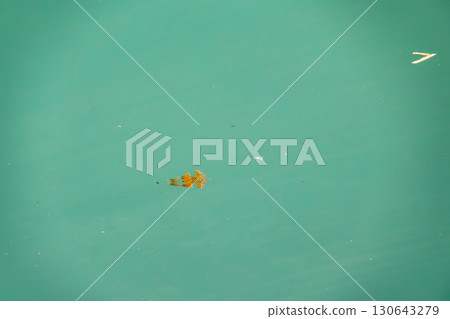 Octopus jellyfish (Octopus jellyfish family) swimming on the surface of the harbor. Naha Tomari Port, Naha City, Okinawa Prefecture - June 26, 2025 130643279