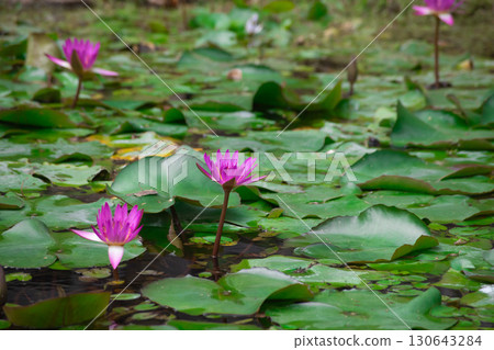 Lotus flowers in Beitou Park, Taipei in midsummer Lotus flowers in Beitou Park, Taipei in midsummer 130643284