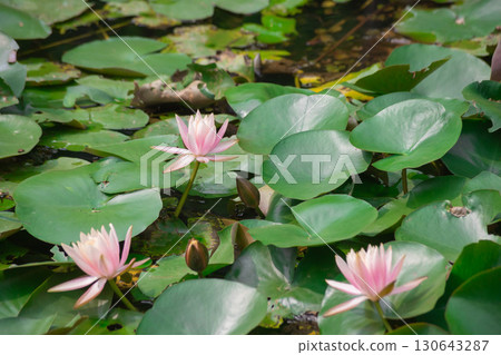 Lotus flowers in Beitou Park, Taipei in midsummer Lotus flowers in Beitou Park, Taipei in midsummer 130643287