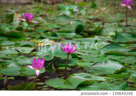 Lotus flowers in Beitou Park, Taipei in midsummer 130643288