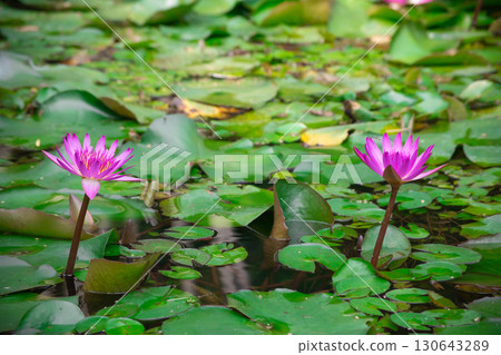 Lotus flowers in Beitou Park, Taipei in midsummer 130643289