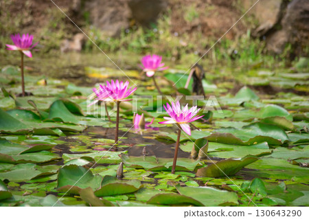 盛夏台北北投公園的蓮花 130643290