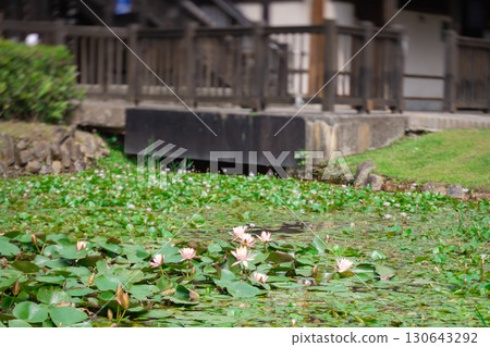 Lotus flowers in Beitou Park, Taipei in midsummer Lotus flowers in Beitou Park, Taipei in midsummer 130643292