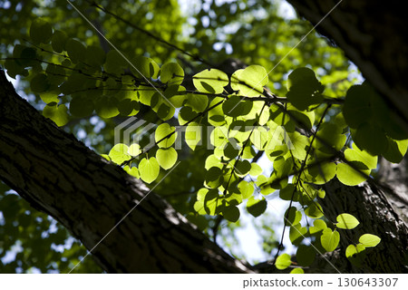 假髮的葉子在陽光下閃閃發光。學名是Cercidiphyllum japonicum。 假髮的葉子在陽光下閃閃發光。學名是Cercidiphyllum japonicum。 130643307