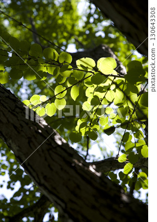 假髮的葉子在陽光下閃閃發光。學名是Cercidiphyllum japonicum。 130643308