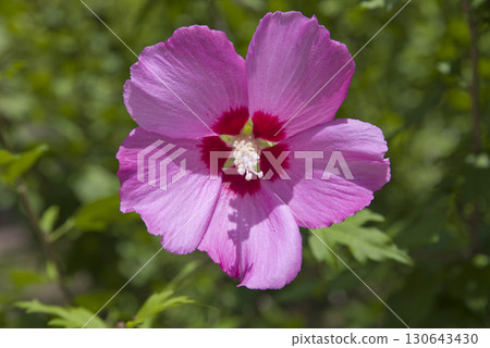 Pink Mukuge flowers are in bloom. The scientific name is Hibiscus syriacu. 130643430