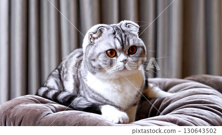 Silver tabby Scottish Fold cat with striking orange eyes resting comfortably on a plush velvet cushion, positioned in front of a curtain, gazing thoughtfully away Silver tabby Scottish Fold cat with striking orange eyes resting comfortably on a plush velvet cushion, positioned in front of a curtain, gazing thoughtfully away 130643502