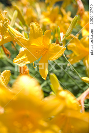 黃色的萱草(Hemerocallis)正在盛開。這朵萱草的名字叫Coteus。 黃色的萱草(Hemerocallis)正在盛開。這朵萱草的名字叫Coteus。 130643749