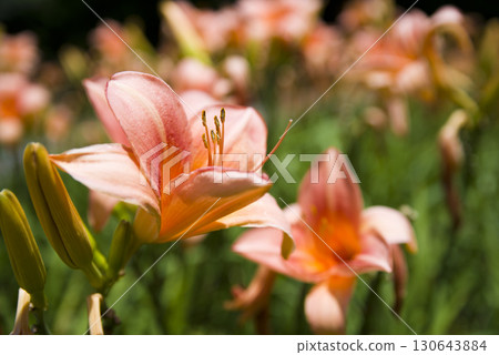Pink daily (Hemerocalis) flowers are in bloom. The name of this daily is Persian Princess Pink daily (Hemerocalis) flowers are in bloom. The name of this daily is Persian Princess 130643884