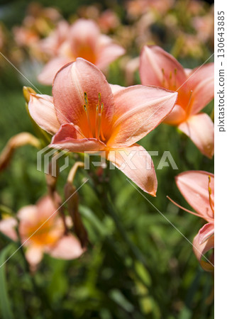 Pink daily (Hemerocalis) flowers are in bloom. The name of this daily is Persian Princess Pink daily (Hemerocalis) flowers are in bloom. The name of this daily is Persian Princess 130643885