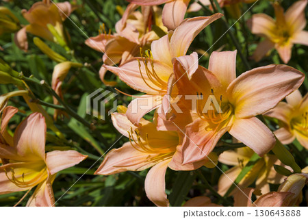 粉紅色的日常 (Hemerocalis) 花朵盛開。這個日報的名字是波斯公主 130643888