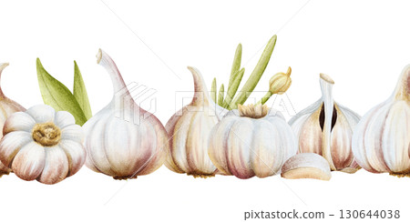 Garlic vegetables watercolor seamless border isolated on white. Whole and half bulbs with leaves hand drawn horizontal banner illustration. Realistic spicy food for kitchen and cooking designs 130644038