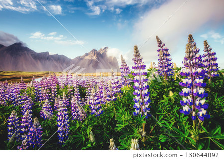 Great  view of  lupine flowers. Location place Stokksnes cape, Vestrahorn (Batman Mountain), Iceland, Europe. 130644092