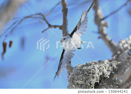 A long-tailed tit takes off from a nest it is building in a park in Hokkaido in winter 130644241