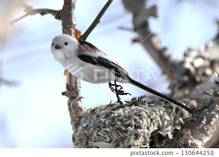 A long-tailed tit takes off from a nest it is building in a park in Hokkaido in winter A long-tailed tit takes off from a nest it is building in a park in Hokkaido in winter 130644258