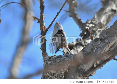 A long-tailed tit takes off from a nest it is building in a park in Hokkaido in winter A long-tailed tit takes off from a nest it is building in a park in Hokkaido in winter 130644259