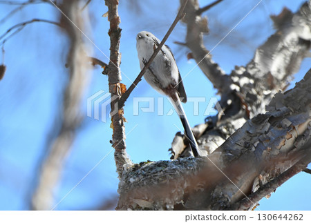 A long-tailed tit takes off from a nest it is building in a park in Hokkaido in winter 130644262