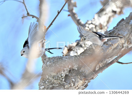 A long-tailed tit takes off from a nest it is building in a park in Hokkaido in winter 130644269