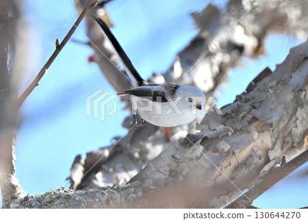 A long-tailed tit takes off from a nest it is building in a park in Hokkaido in winter 130644270