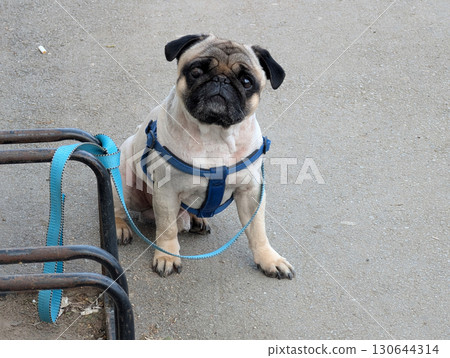 Pug dog sitting on pavement with leash. Pet ownership, loyalty, and urban lifestyle with domestic animals. 130644314