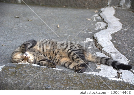 貓，流浪貓，棕色虎斑貓，想要被寵愛，無助，貓，流浪貓，無助，夏子 130644468