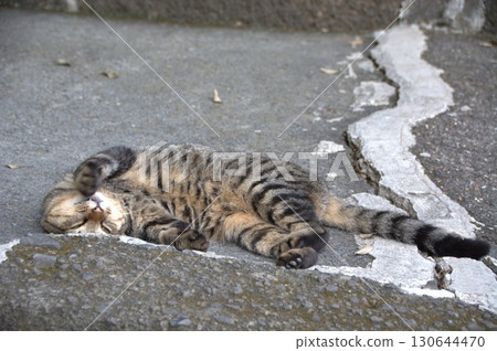 Cat, stray cat, brown tabby, wanting to be pampered by people, helpless, cat, stray cat, helpless, natsuko Cat, stray cat, brown tabby, wanting to be pampered by people, helpless, cat, stray cat, helpless, natsuko 130644470