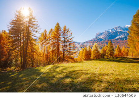 Magical yellow larches. Location place Dolomiti Alps, Cortina d'Ampezzo, Italy, Europe. 130644509