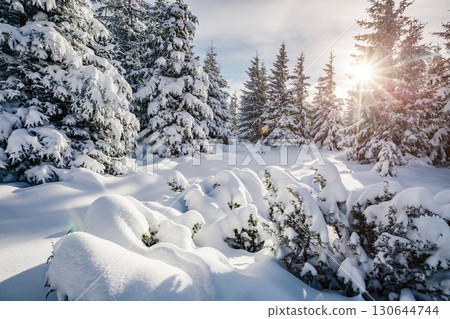 Majestic white spruces glowing by sunlight. 130644744
