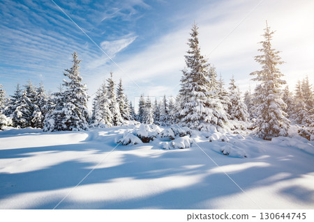 Majestic white spruces glowing by sunlight. Majestic white spruces glowing by sunlight. 130644745