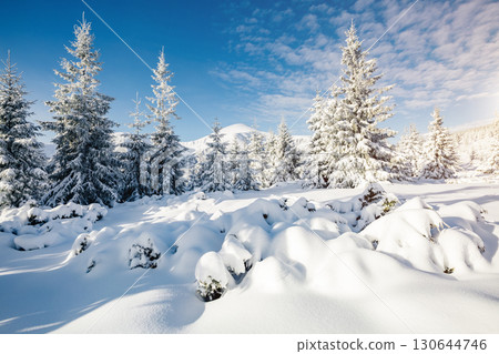 Majestic white spruces glowing by sunlight. 130644746