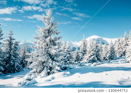 Majestic white spruces glowing by sunlight. 130644751