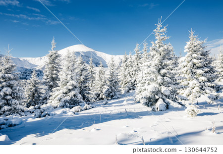 Majestic white spruces glowing by sunlight. Majestic white spruces glowing by sunlight. 130644752