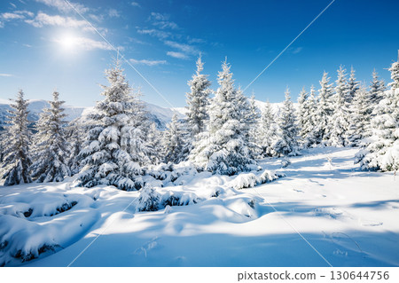 Majestic white spruces glowing by sunlight. Majestic white spruces glowing by sunlight. 130644756