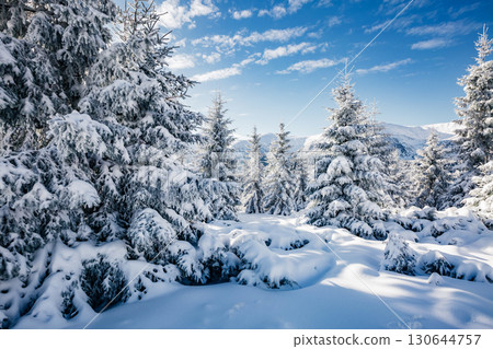 Majestic white spruces glowing by sunlight. Majestic white spruces glowing by sunlight. 130644757