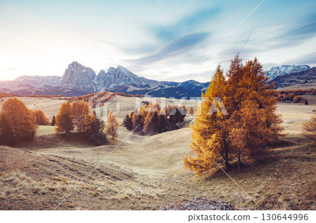 Lovely yellow larches in sunlight. Location place Dolomiti, Compaccio village, Alpe di Siusi, Province of Bolzano - South Tyrol, Italy, Europe. Lovely yellow larches in sunlight. Location place Dolomiti, Compaccio village, Alpe di Siusi, Province of Bolzano - South Tyrol, Italy, Europe. 130644996