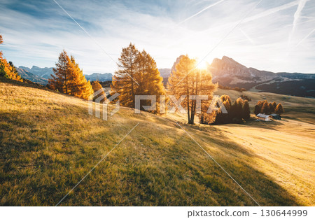 Lovely  yellow larches in sunlight. Location place Dolomiti, Compaccio village, Alpe di Siusi, Province of Bolzano - South Tyrol, Italy, Europe. 130644999