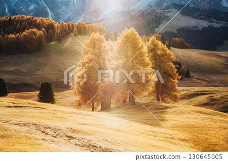 Lovely yellow larches in sunlight. Location place Dolomiti, Compaccio village, Alpe di Siusi, Province of Bolzano - South Tyrol, Italy, Europe. Lovely yellow larches in sunlight. Location place Dolomiti, Compaccio village, Alpe di Siusi, Province of Bolzano - South Tyrol, Italy, Europe. 130645005