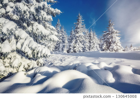 Majestic white spruces glowing by sunlight. Majestic white spruces glowing by sunlight. 130645008