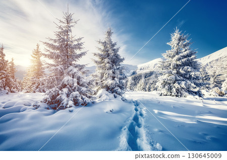 Majestic white spruces glowing by sunlight. Majestic white spruces glowing by sunlight. 130645009