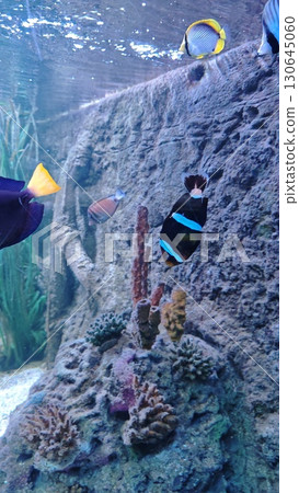 Colorful tropical fish swimming near coral reefs inside a large aquarium with rocky background 130645060