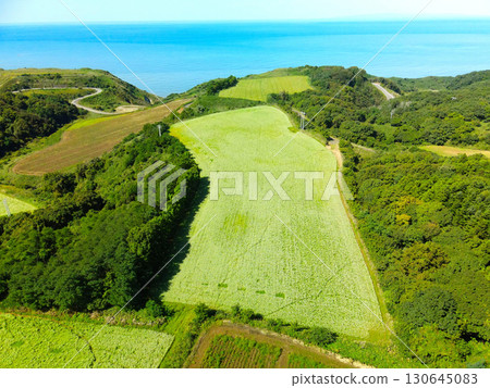 初秋時節，北海道乙部市盛開的蕎麥田鳥瞰圖 130645083
