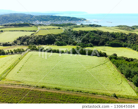 初秋時節，北海道乙部市盛開的蕎麥田鳥瞰圖 130645084