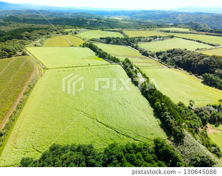 初秋時節，北海道乙部市盛開的蕎麥田鳥瞰圖 130645086